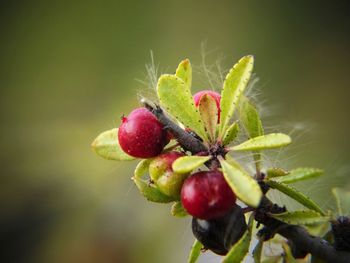 Close-up of plant with small fruit