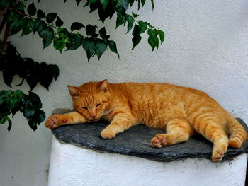 Cat lying on wall