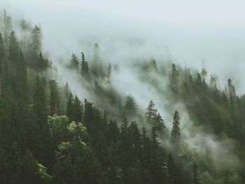 Trees in forest during foggy weather