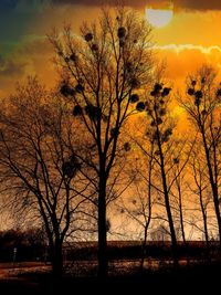 Silhouette bare trees on field against sky at sunset