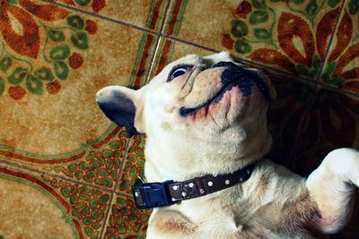 Close-up portrait of a dog