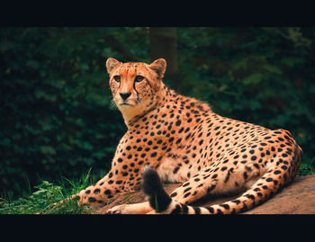 Cat sitting in a zoo