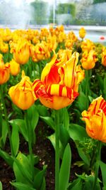 Close-up of yellow tulips blooming on field