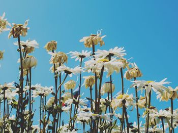 Low angle view of flowering plants against clear blue sky