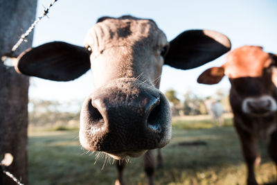 Close-up portrait of cow standing by fence on field