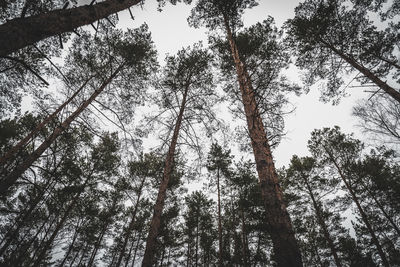 Low angle view of trees in forest