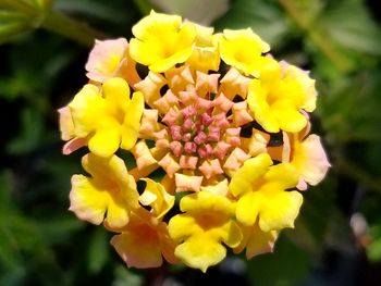 Close-up of yellow flowers blooming outdoors