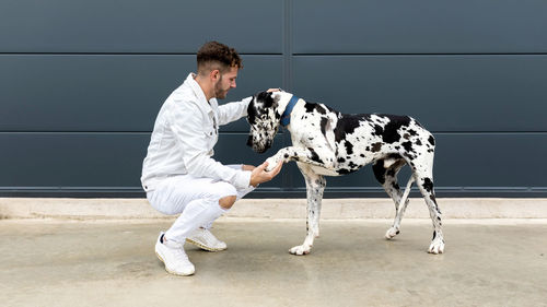 Side view of male owner sitting with big harlequin great dane dog during stroll in city and looking away