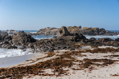 Seagulls on top of rocks on a wild beach in caldebarcos on the north of spain in galicia, spain