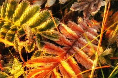 Detail shot of flowers