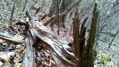 Close-up of tree trunk in forest