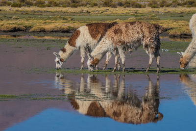 Llamas grazing by lake