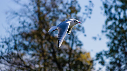 Low angle view of bird flying against trees