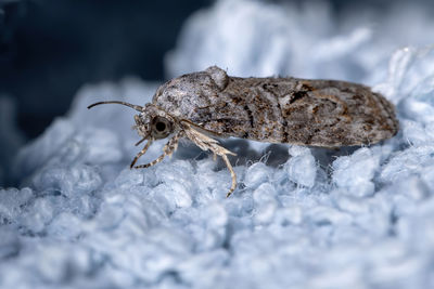 Close-up of insect on rock