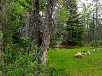 Trees in a forest