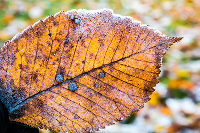 Close-up of dry maple leaf on tree