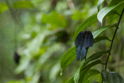 Close-up of insect on plant