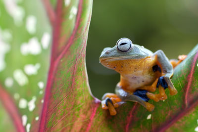 Close-up of frog on plant