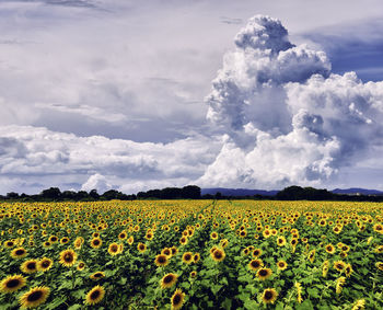 Scenic view of sunflower field against cloudy sky