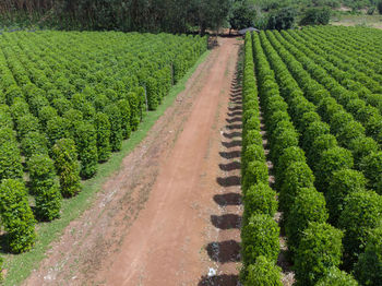 Scenic view of agricultural field