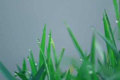 Close-up of grass