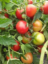 Close-up of tomatoes on plant