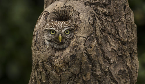 Close-up portrait of owl on tree trunk