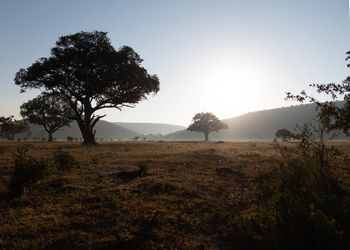 Trees on field against sky