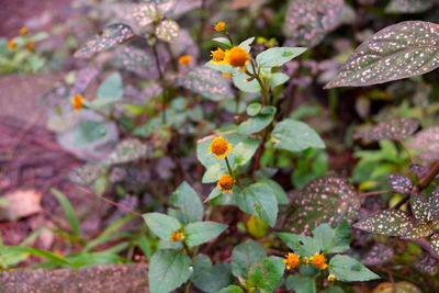 Close-up of yellow flowering plant