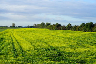 Scenic view of field against sky