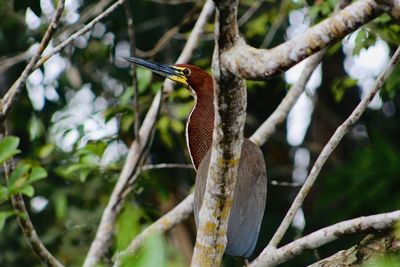 Close-up of bird perching on branch