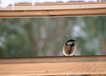 Close-up of bird perching on wooden table