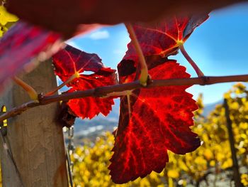 Close-up of red autumn leaves on tree