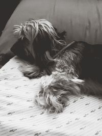 Close-up of dog relaxing on bed at home