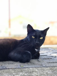 Close-up portrait of black cat