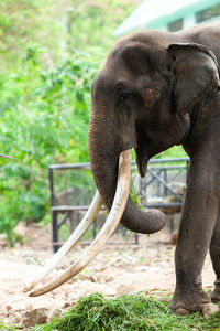 Close-up of elephant on field