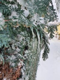 Close-up of frozen tree during winter