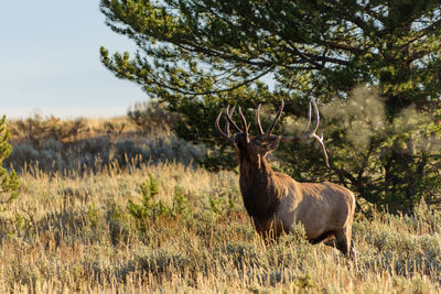 Deer standing on field against trees