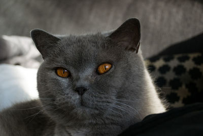 Close-up portrait of cat at home