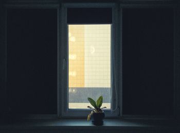 Potted plant on window sill