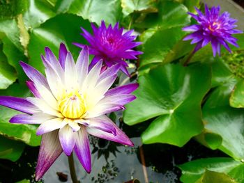 Close-up of pink water lily