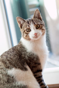 Close-up portrait of cat