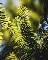 Close-up of fern leaves