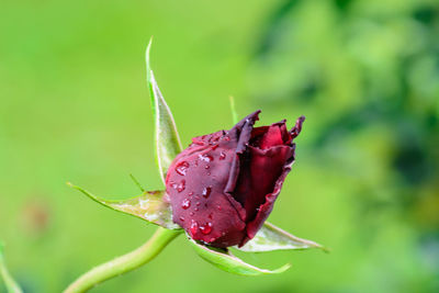 Close-up of red flower