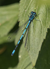 Close-up of insect on leaf