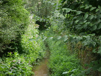 Plants in forest