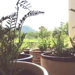 Plants growing on mountain