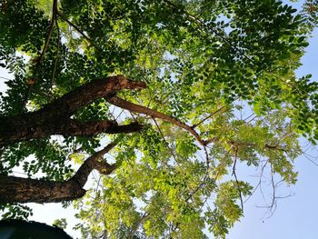 Low angle view of tree against sky