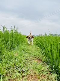 Small dog on field