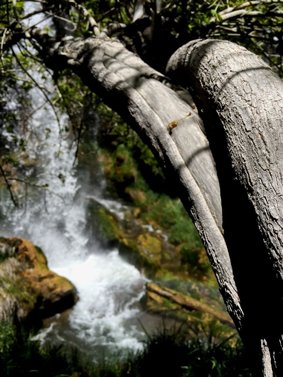 tree, water, tree trunk, forest, nature, rock - object, branch, waterfall, flowing water, beauty in nature, flowing, stream, growth, tranquility, scenics, motion, river, long exposure, day, outdoors